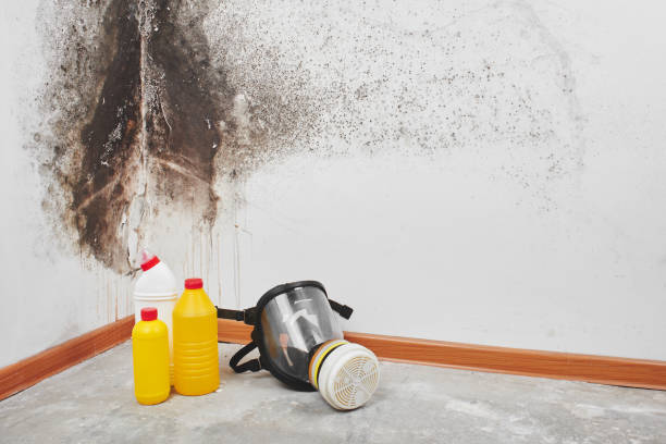 Best Fast Mold Removal  in Pinewood, FL