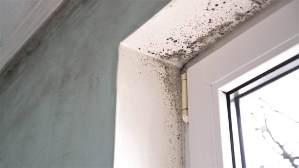 Best Attic Mold Removal  in Pinewood, FL