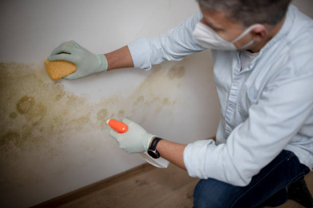 Certified Mold Removal in Pinewood, FL