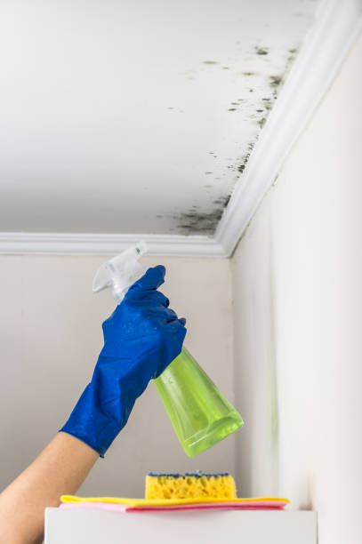 Best Mold Damage Repair  in Pinewood, FL